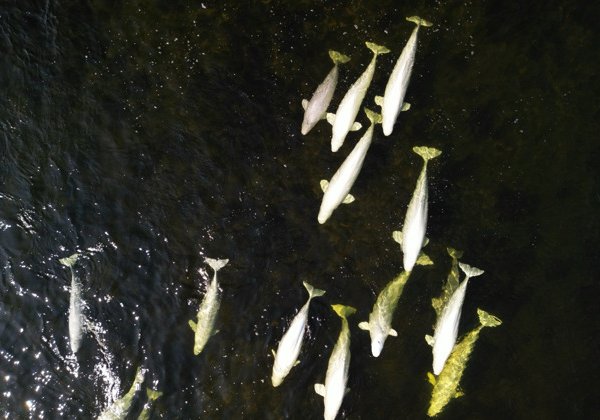 Белужий мыс. Морская