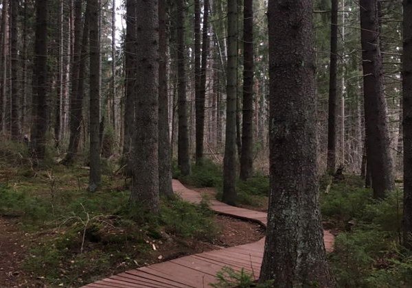 Карельский перешеек – в царство сосен, озёр и камней - фото 3