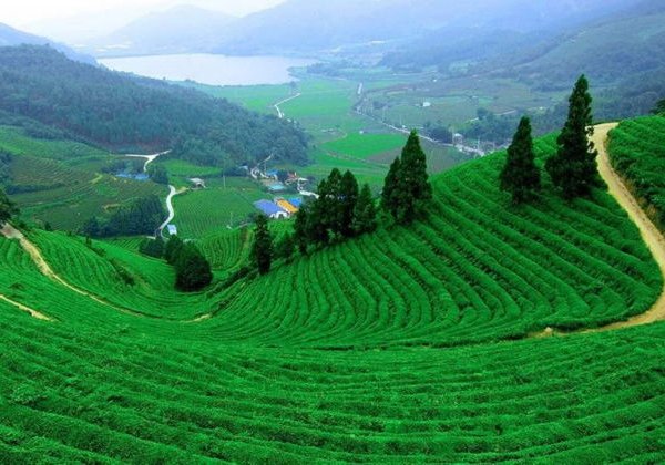 Экспресс-тур: Шанхай — Ханчжоу. Великая чайная дорога и озеро Сиху - фото 4