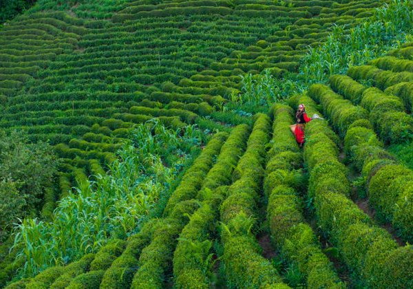 Из Батуми в Ризе за 1 день в группе - фото 3