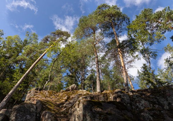 Экскурсия в парк Монрепо с трансфером в мини-группе - фото 1