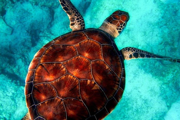 Фото экскурсии - Погружение с аквалангом в Кемере и Кирише из Антальи - 11