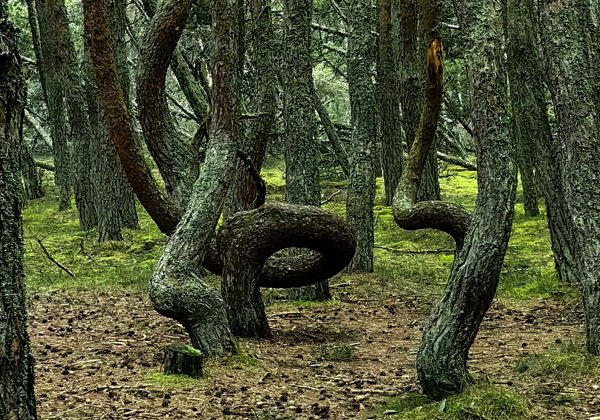 Экскурсия+трансфер: Куршская коса, Зеленоградск и Форт Штайн из аэропорта - фото 2