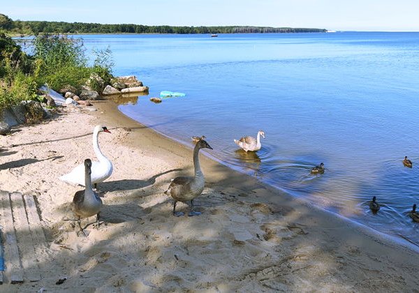 Куршская коса и Зеленоградск: от заповедной природы к уютному курорту - фото 3