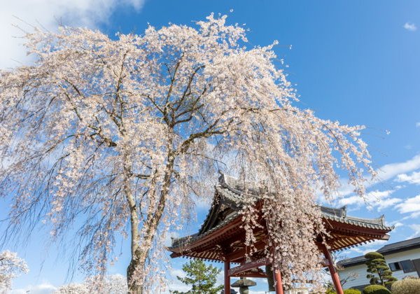 Скрытые святилища Сэтагая: самурайские храмы и дух старого Эдо - фото 2