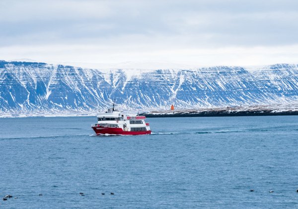Круиз по наблюдению за китами и морскими обитателями Исландии