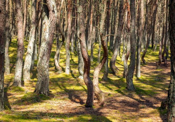 Куршская коса в мини-группе — с прогулкой на катере для желающих - фото 3