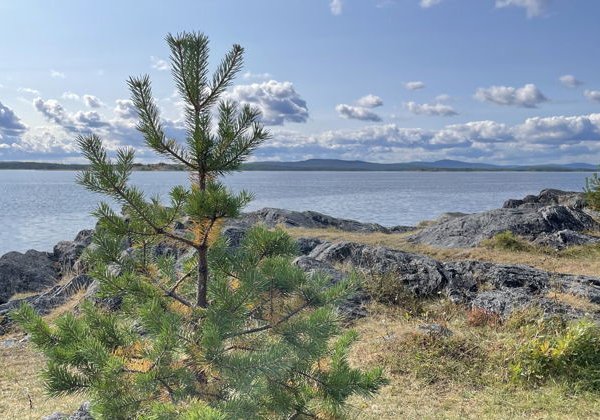 Кандалакша и Белое море с горы Волосяной - фото 3