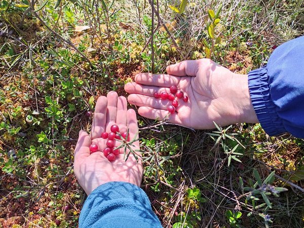 Из Браслава сквозь века и топи: Миоры — Вята — Ельня - фото 4
