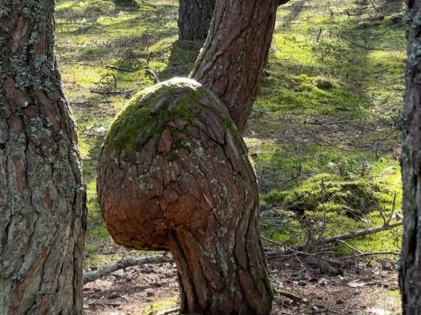 Загадки и чудеса Куршской косы - фото 3