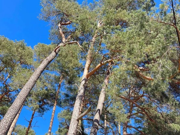 Загадки и чудеса Куршской косы - фото 4
