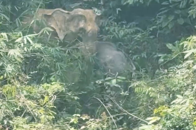 Фото экскурсии - Треккинг по озеру и сафари по джунглям вдоль слоновьих троп - 10