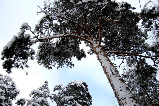 Фото экскурсии - "Сны зимнего леса" экскурсия в Дендрарий с таёжным чаем - 7
