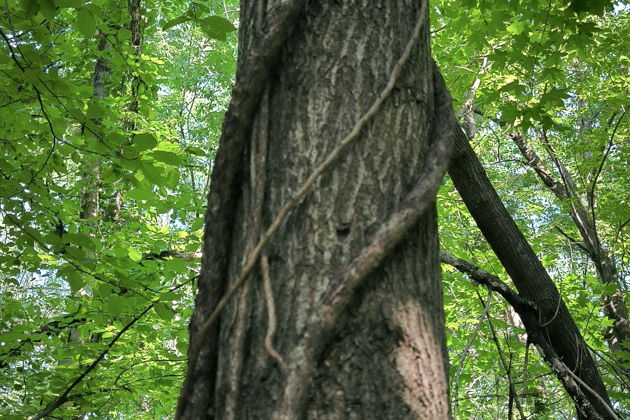 Фото экскурсии - "Сны зимнего леса" экскурсия в Дендрарий с таёжным чаем - 8