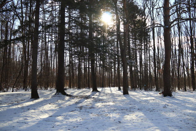 Фото экскурсии - "Сны зимнего леса" экскурсия в Дендрарий с таёжным чаем - 9