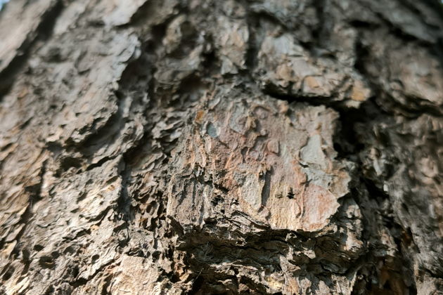 Фото экскурсии - "Сны зимнего леса" экскурсия в Дендрарий с таёжным чаем - 10