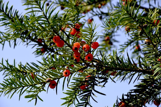 Фото экскурсии - "Сны зимнего леса" экскурсия в Дендрарий с таёжным чаем - 11