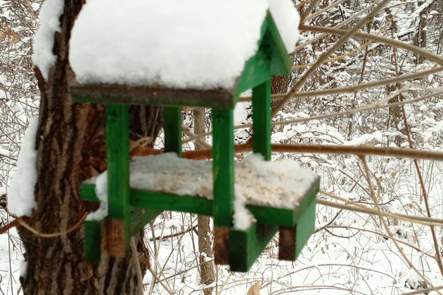 Фото экскурсии - "Сны зимнего леса" экскурсия в Дендрарий с таёжным чаем - 12