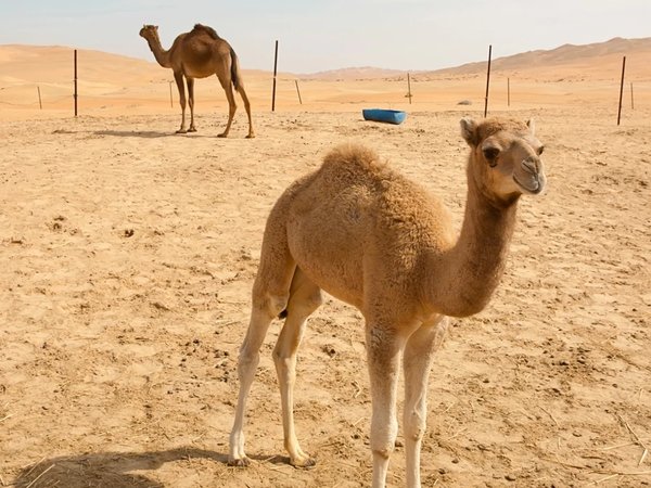 История, культура и природа Фуджейры - фото 3
