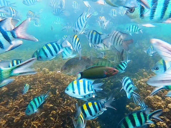 Индивидуальная морская прогулка со снорклингом и остановкой на Pig Island - фото 4