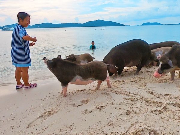 Индивидуальная морская прогулка со снорклингом и остановкой на Pig Island - фото 2