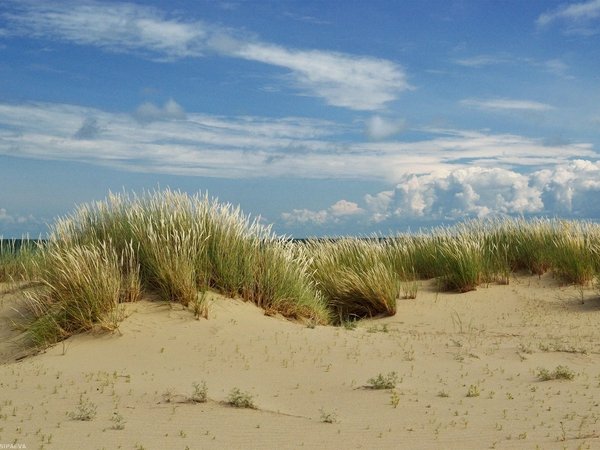 Куршская коса + Янтарный, Светлогорск и Зеленоградск (из Светлогорска) - фото 2