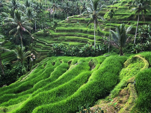 Бали, который вы ждёте! - фото 1