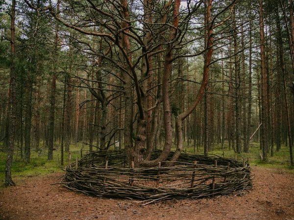 Знакомство с Куршской косой: на автобусе из Зеленоградска - фото 4