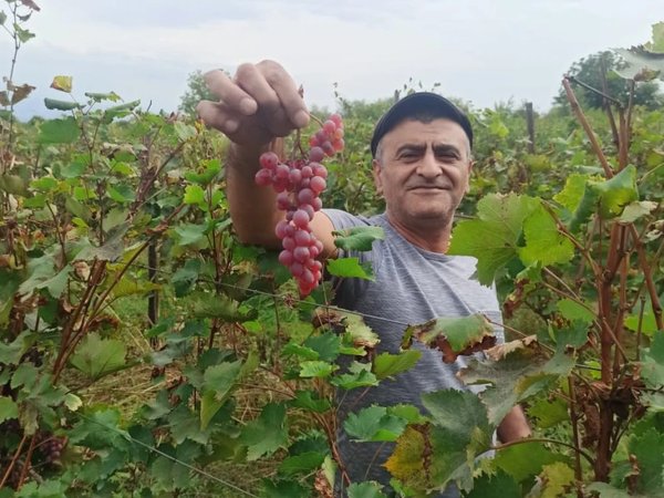 Пьём вино и готовим грузинские блюда - фото 2