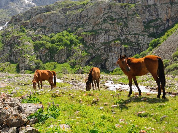 Из Бишкека — в Аламединское ущелье! - фото 4