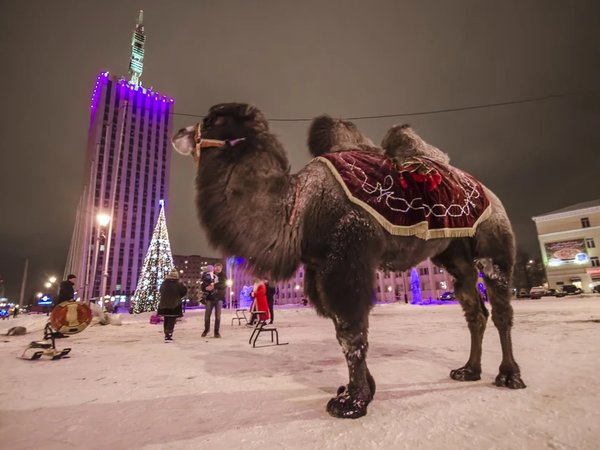 Архангельск — первое окно России в Европу - фото 3