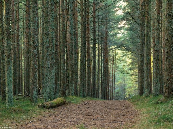 Куршская коса — природное чудо Балтики (из Зеленоградска) - фото 1