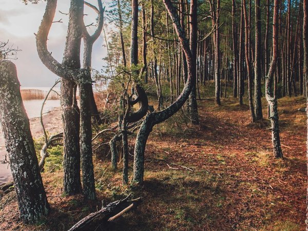 Куршская коса с земли и воды — из Калининграда - фото 2