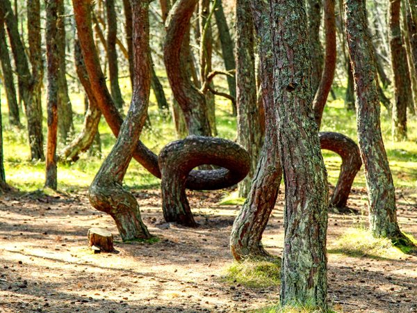 Куршская коса из Зеленоградска - фото 2