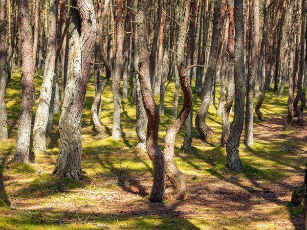 Куршская коса — природное чудо Балтики (из Калининграда) - фото 2