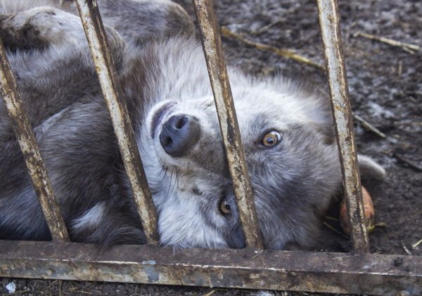 Экскурсия в уникальную долину волков - фото 2