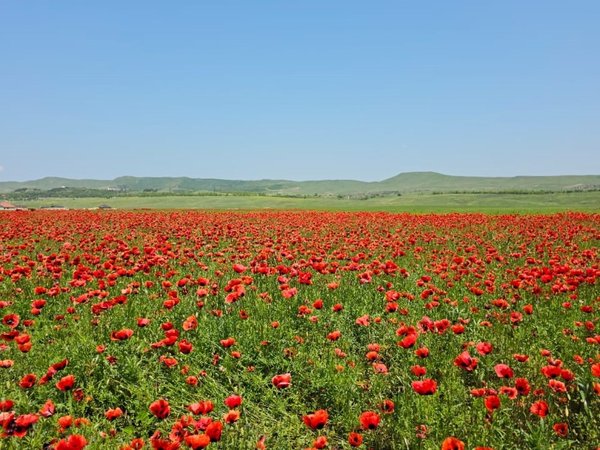 Дорогами памяти и красоты: от Улус-Керта до Шали - фото 4