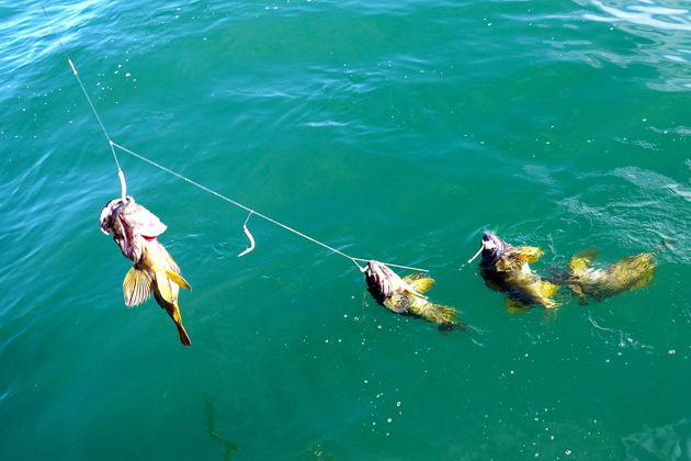 Фото экскурсии - Рыбалка на Черном море с дегустацией свежего улова в порту Имеретинский - 9