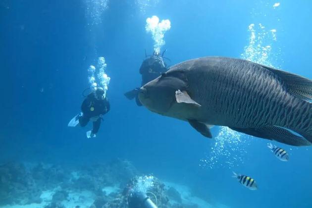 Фото экскурсии - Увлекательный круиз на Оранжевый остров с погружением под воду - 9