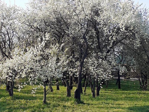 Коломенское: Старый Государев двор (в мини-группе) - фото 3