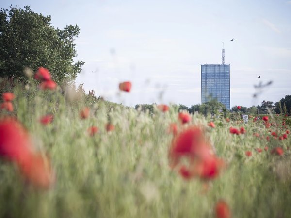 Белград — город на границе двух культур - фото 2