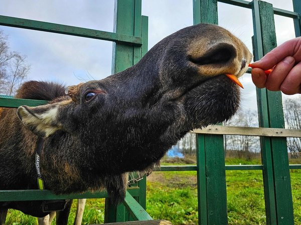На Сумароковскую лосеферму из Костромы - фото 1