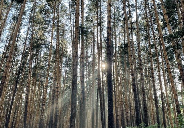 Треккинг на Есаульскую петлю+прогулка по Сибирской Венеции - фото 4
