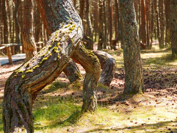 На Куршскую косу на закате — из Зеленоградска - фото 4