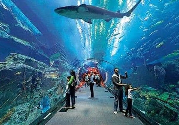 Гранд Аквариум: Красное море за стеклом - фото 1