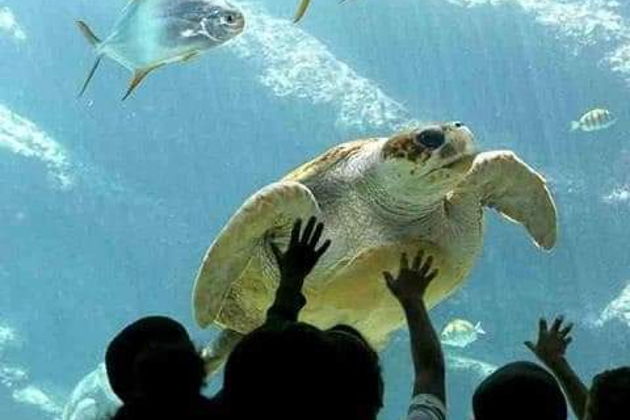 Фото экскурсии - Гранд Аквариум: подводный мир Красного моря вблизи - 8