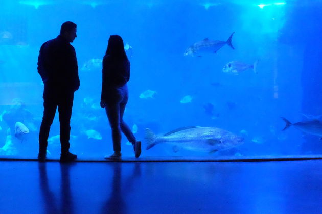 Фото экскурсии - Гранд Аквариум: подводный мир Красного моря вблизи - 9