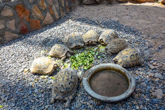 Фото экскурсии - Гранд Аквариум: подводный мир Красного моря вблизи - 10