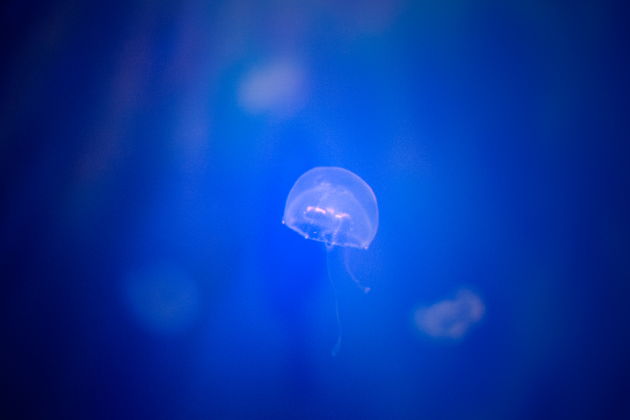 Фото экскурсии - Гранд Аквариум: подводный мир Красного моря вблизи - 11