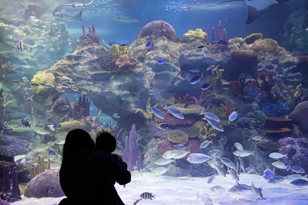 Фото экскурсии - Гранд Аквариум: подводный мир Красного моря вблизи - 14